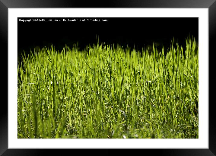 bright grass leaves grow on black background Framed Mounted Print by Arletta Cwalina