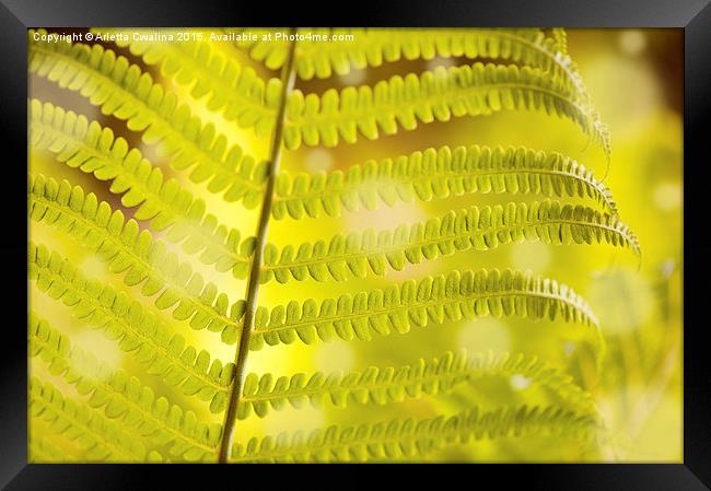 Macro of Dryopteris called wood fern young leaf  Framed Print by Arletta Cwalina