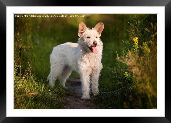 Single small white stray dog in meadow  Framed Mounted Print by Arletta Cwalina