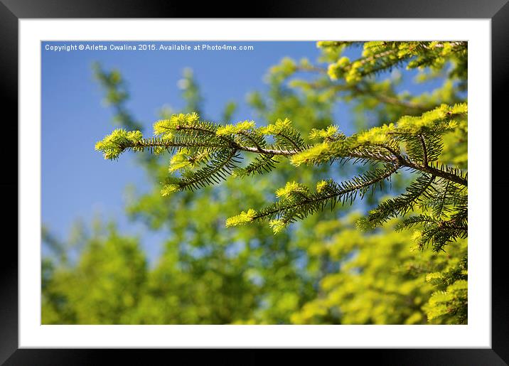 Green coniferous new shoots Framed Mounted Print by Arletta Cwalina