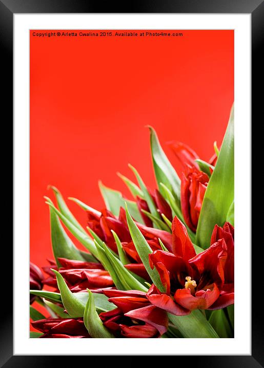 Bunch of red tulips bouquet on red  Framed Mounted Print by Arletta Cwalina