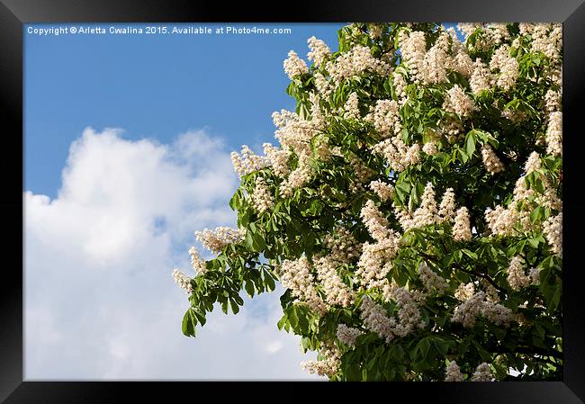 blooming Aesculus on blue sky in sunlight  Framed Print by Arletta Cwalina