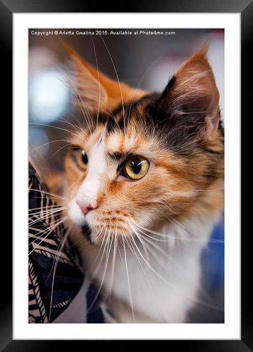  Red hair cat portrait Framed Mounted Print by Arletta Cwalina