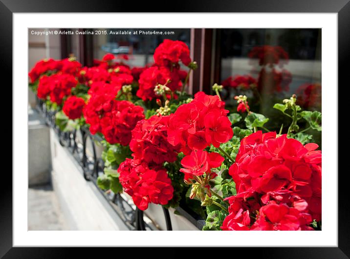 Bunches of vibrant red Pelargonium Framed Mounted Print by Arletta Cwalina