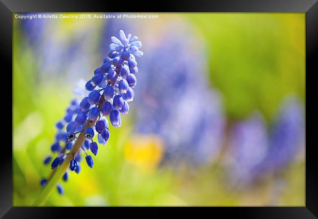 One blue Muscari Mill flower stem close-up  Framed Print by Arletta Cwalina