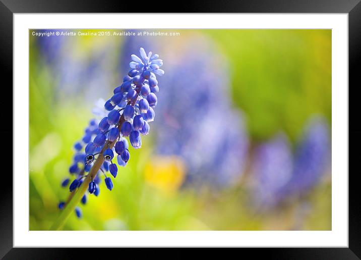 One blue Muscari Mill flower stem close-up  Framed Mounted Print by Arletta Cwalina