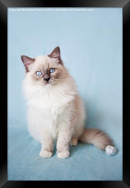  Admirable blue eyes kitty Framed Print by Arletta Cwalina