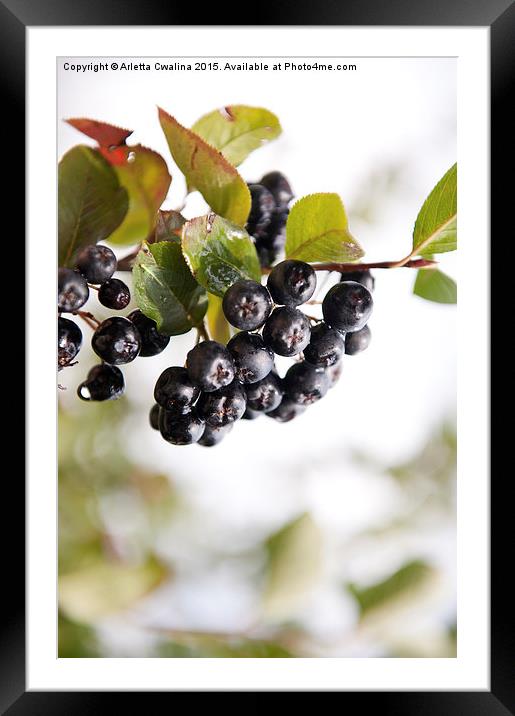 Chokeberries or aronia fruits Framed Mounted Print by Arletta Cwalina