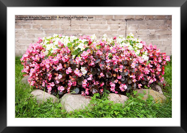 flowering white and pink Begonia semperflorens  Framed Mounted Print by Arletta Cwalina
