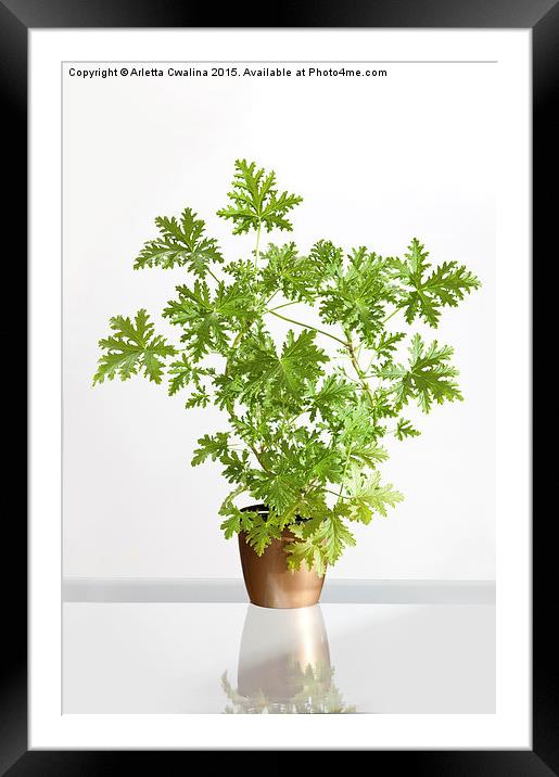 Pelargonium citrosum plant Framed Mounted Print by Arletta Cwalina
