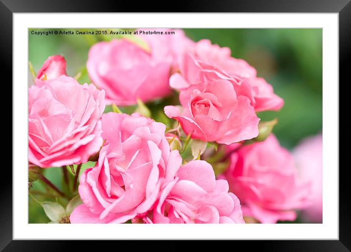 Beautiful pink roses bunch  Framed Mounted Print by Arletta Cwalina