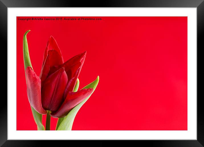 Blooming one single red tulip with leaves on red  Framed Mounted Print by Arletta Cwalina