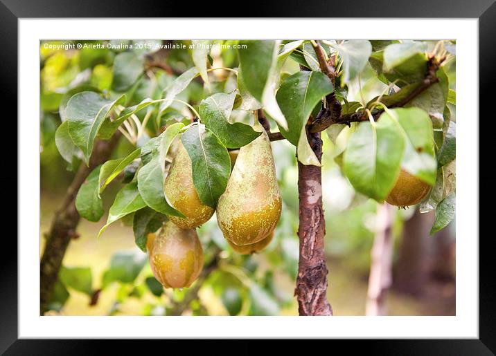 Pear tree ripe fruits cluster Framed Mounted Print by Arletta Cwalina