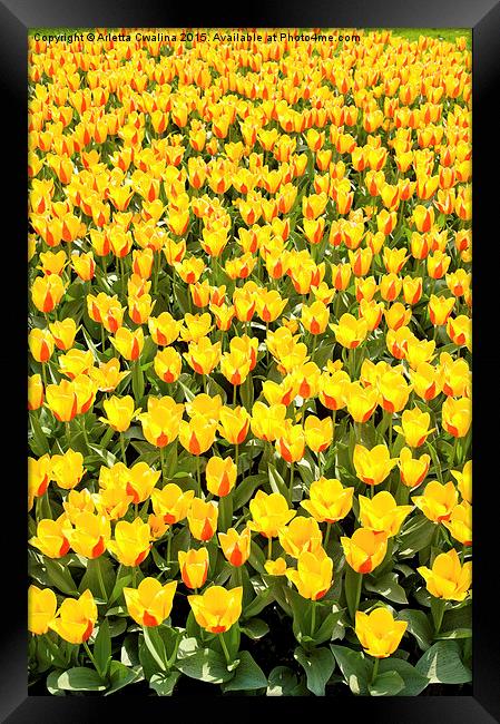 red and yellow Stresa tulips abloom  Framed Print by Arletta Cwalina