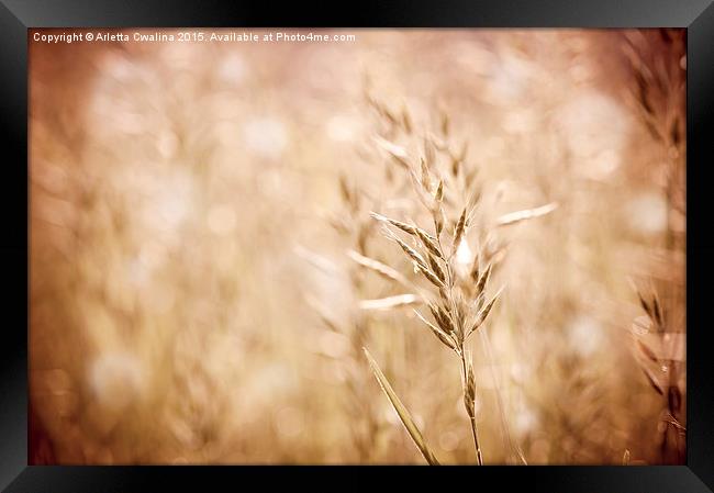 Sepia toned ripe grass inflorescence with pollen  Framed Print by Arletta Cwalina