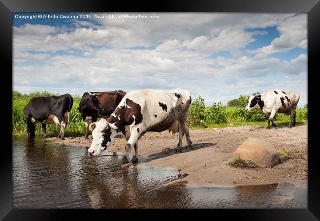 Herd of cows walking across puddle  Framed Print by Arletta Cwalina