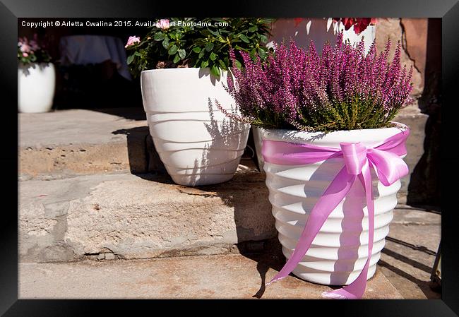 heather or ling plant in white big flowerpot  Framed Print by Arletta Cwalina