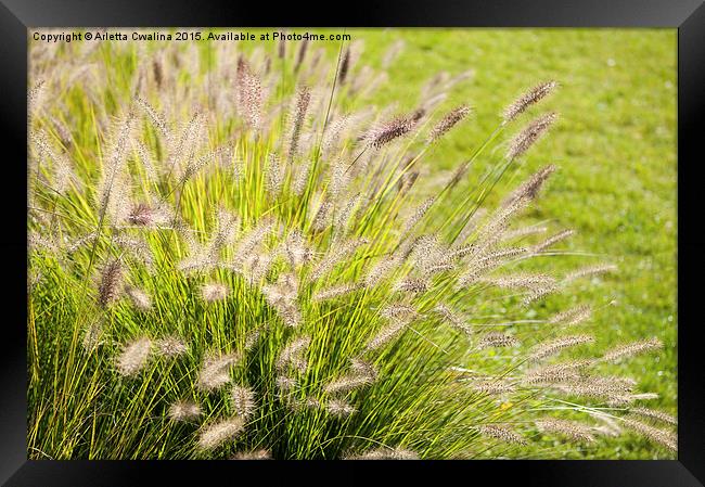 Grass bunch Pennisetum alopecuroides Framed Print by Arletta Cwalina