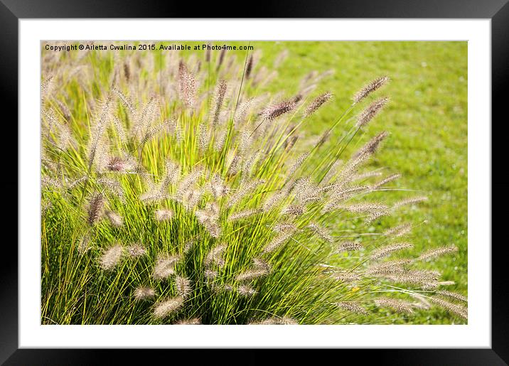 Grass bunch Pennisetum alopecuroides Framed Mounted Print by Arletta Cwalina