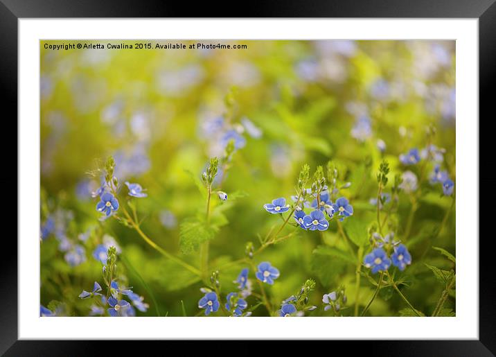 Veronica chamaedrys named speedwell Framed Mounted Print by Arletta Cwalina
