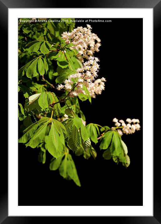 blooming Aesculus tree on black Framed Mounted Print by Arletta Cwalina
