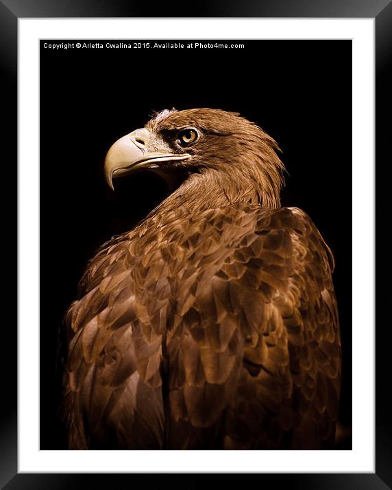 Aquila chrysaetos Golden eagle  Framed Mounted Print by Arletta Cwalina