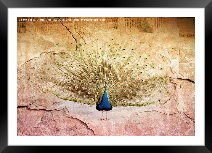 Peacock bird textured background Framed Mounted Print by Arletta Cwalina