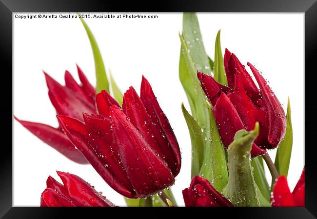 Red tulip heads sprinkled Framed Print by Arletta Cwalina
