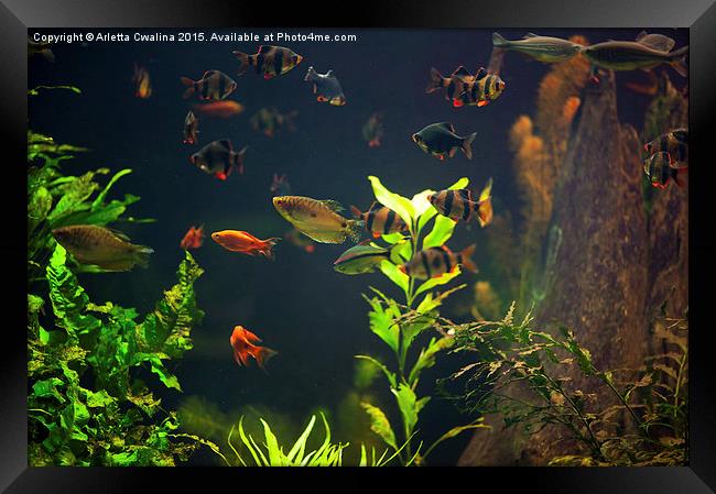 Aquarium fish group in zoo Framed Print by Arletta Cwalina