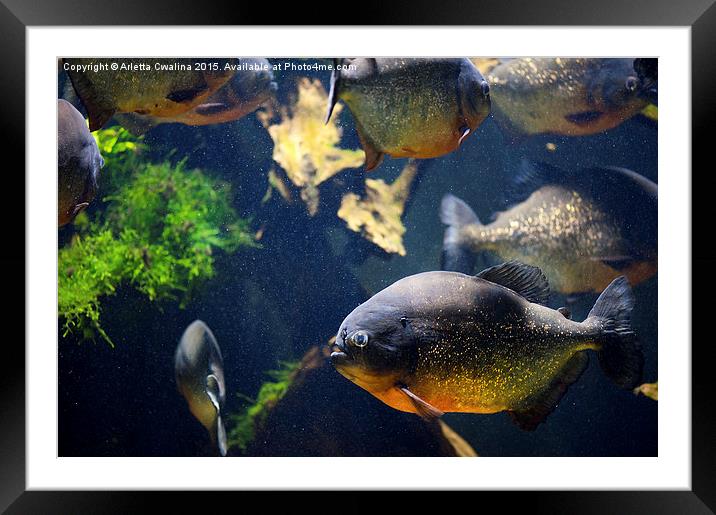 Red bellied piranha fishes Framed Mounted Print by Arletta Cwalina
