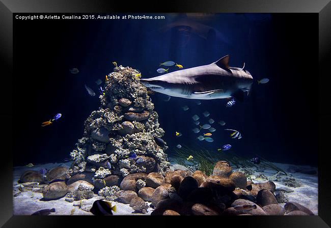 Shark in zoo aquarium Framed Print by Arletta Cwalina