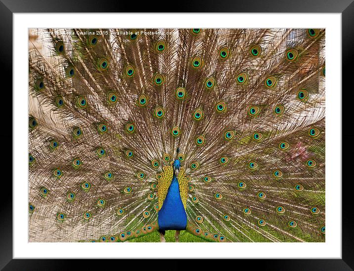 Peacock display colourful tail Framed Mounted Print by Arletta Cwalina
