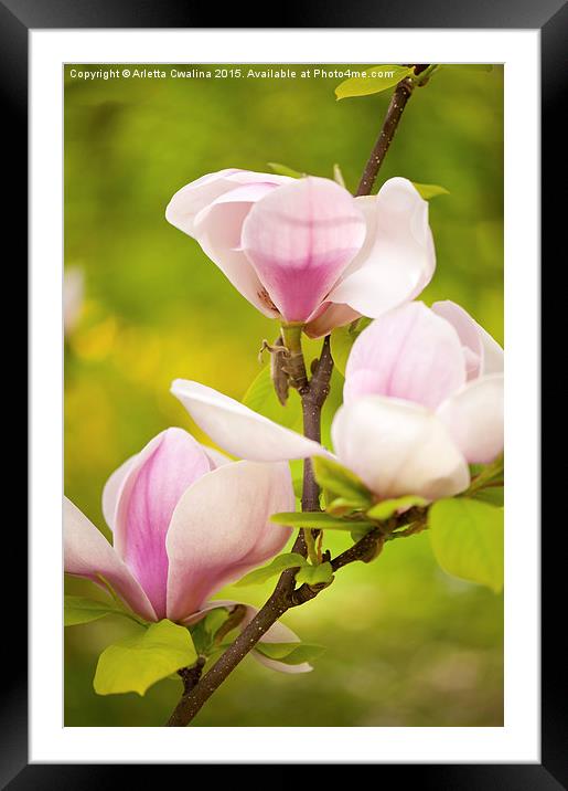Pink magnolia new buds Framed Mounted Print by Arletta Cwalina