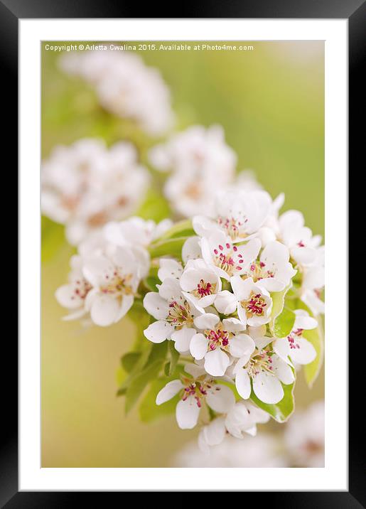 Pear white flowering tree detail Framed Mounted Print by Arletta Cwalina