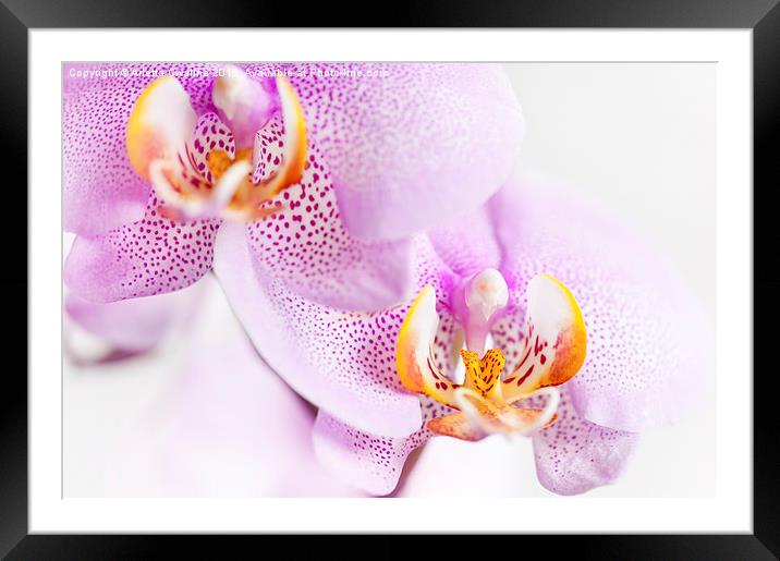 Pink blotchy Orchid flowers Framed Mounted Print by Arletta Cwalina