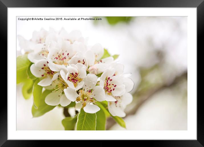 White Pyrus blossoms twig Framed Mounted Print by Arletta Cwalina