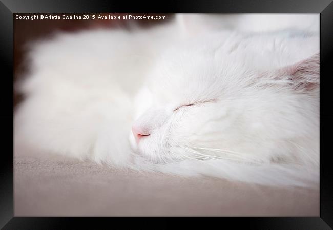 Turkish Angora cat face closeup Framed Print by Arletta Cwalina