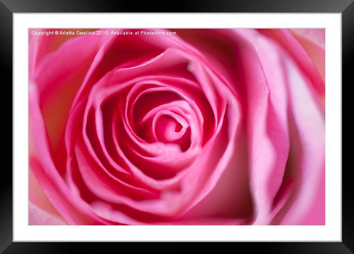 Pink rose flower petals macro Framed Mounted Print by Arletta Cwalina