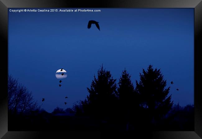 Full moon crows silhouette Framed Print by Arletta Cwalina