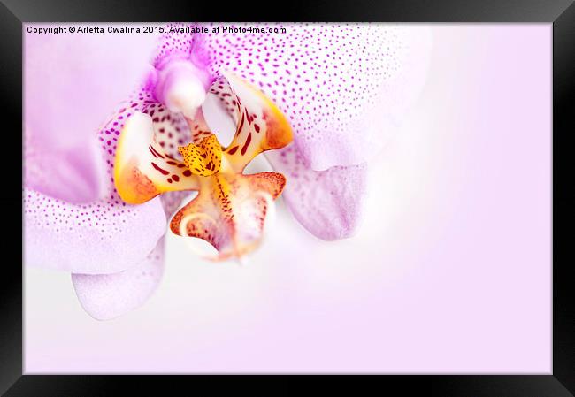 Pink blotchy Orchid copyspace Framed Print by Arletta Cwalina