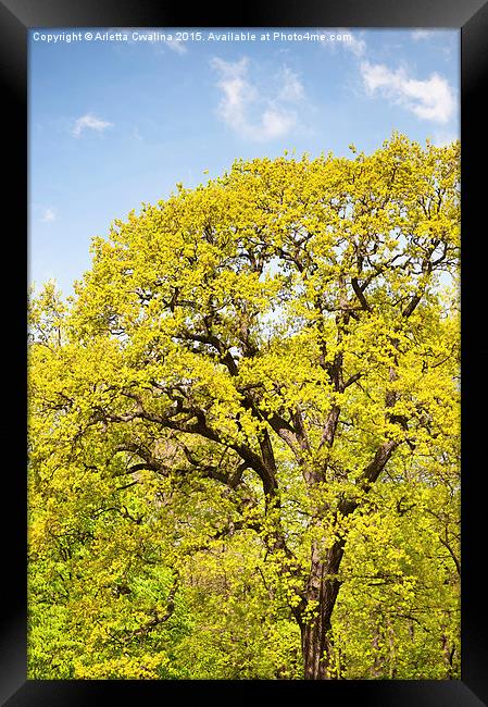 Bright spring oak tree Framed Print by Arletta Cwalina