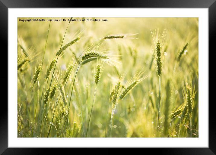 Raindrops on cereal plants closeup Framed Mounted Print by Arletta Cwalina