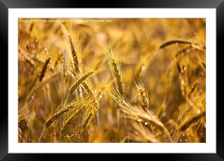 Raindrops on golden cereal plants Framed Mounted Print by Arletta Cwalina