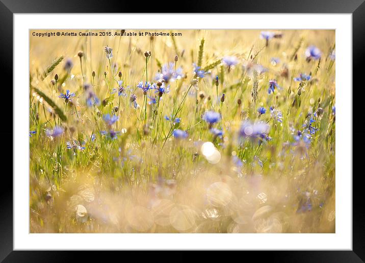 Cornflowers after the rain Framed Mounted Print by Arletta Cwalina