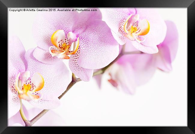Pink speckled Orchid flowers Framed Print by Arletta Cwalina