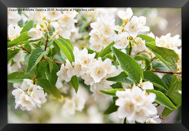 Mock orange white flowers Framed Print by Arletta Cwalina