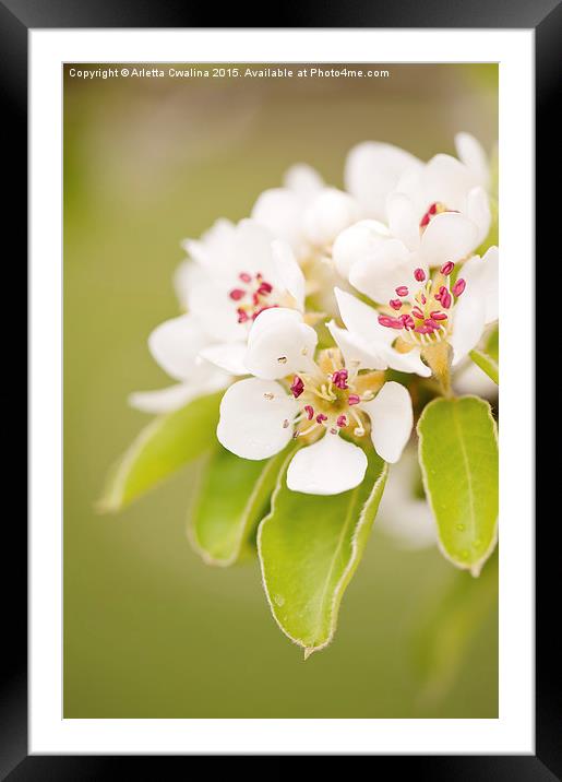 Pear white flowers detail Framed Mounted Print by Arletta Cwalina