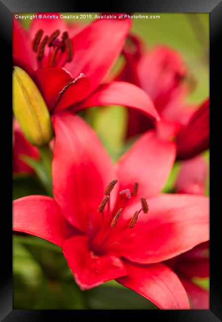 Red Lily showing stamens Framed Print by Arletta Cwalina