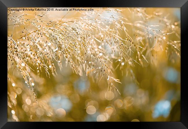 Grass inflorescence shining Framed Print by Arletta Cwalina