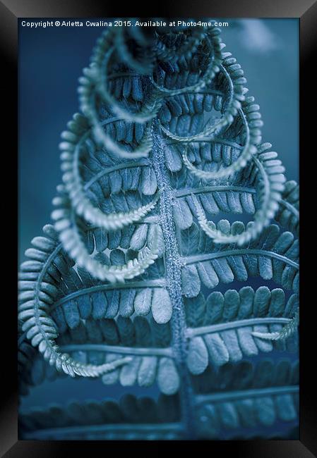 Twisted fern blue leaf macro Framed Print by Arletta Cwalina